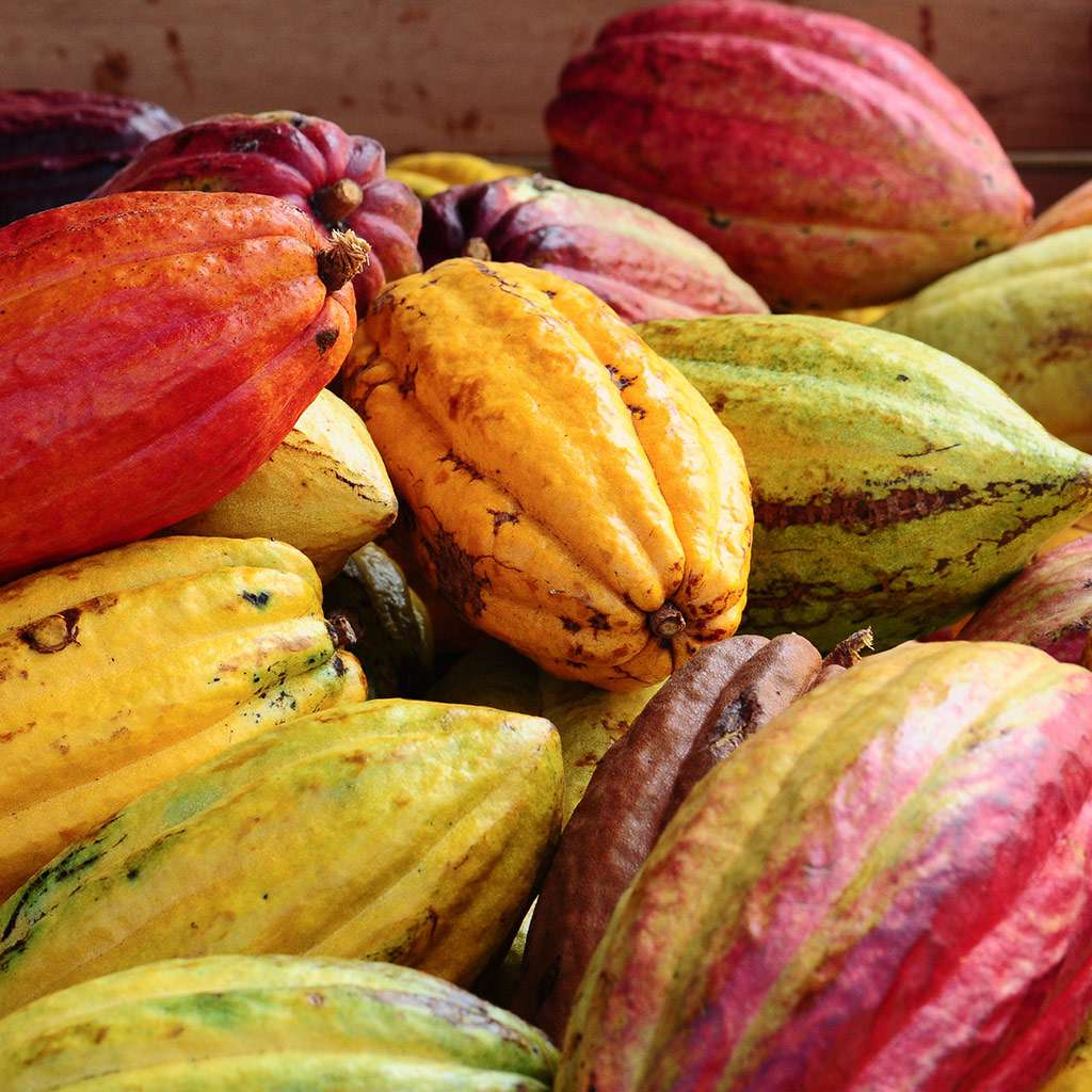 Ripe colorful cacao pods